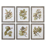 Uttermost Seedlings Framed Prints S/6