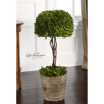 Uttermost Tree Topiary Preserved Boxwood